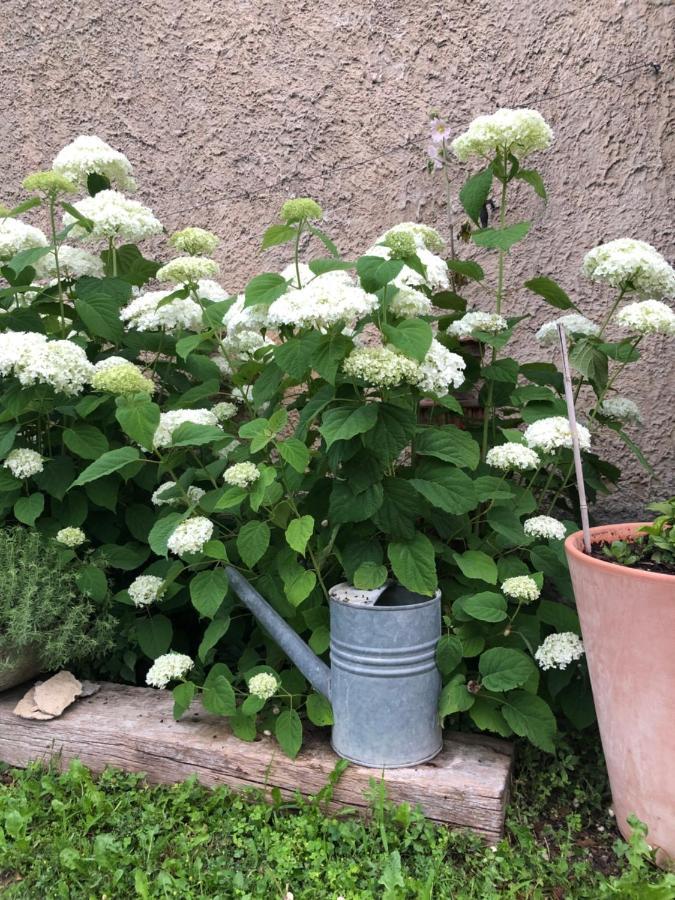 Lulu en Provence Bed and Breakfast LʼIsle-sur-la-Sorgue Exterior foto